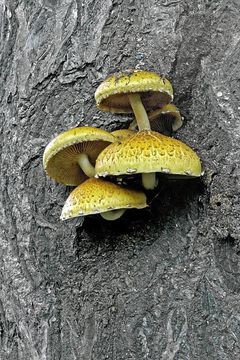 Image of Pholiota adiposa (Batsch) P. Kumm. 1871