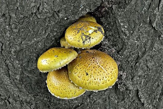 Image of Pholiota adiposa (Batsch) P. Kumm. 1871