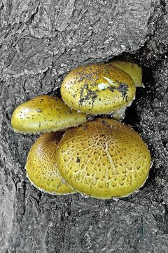 Image of Pholiota adiposa (Batsch) P. Kumm. 1871