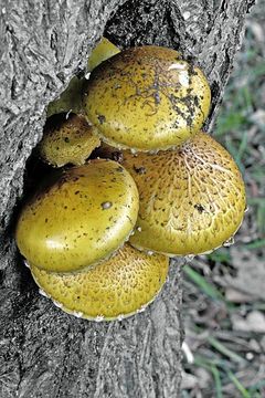 Image of Pholiota adiposa (Batsch) P. Kumm. 1871