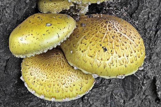 Image of Pholiota adiposa (Batsch) P. Kumm. 1871