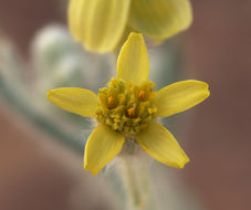 Image of laxflower