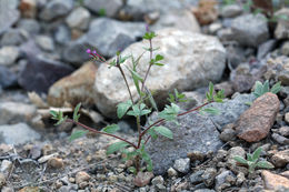 Plancia ëd Allophyllum divaricatum (Nutt.) A. D. & V. E. Grant