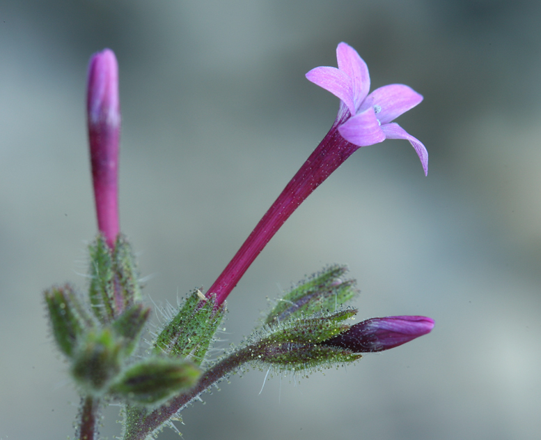 Plancia ëd Allophyllum divaricatum (Nutt.) A. D. & V. E. Grant