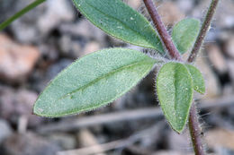 Plancia ëd Allophyllum divaricatum (Nutt.) A. D. & V. E. Grant