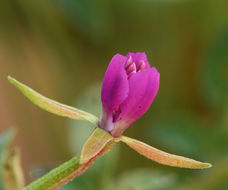 Image of diamond clarkia