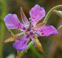 Image of diamond clarkia