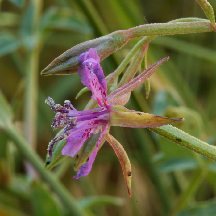 Image of diamond clarkia