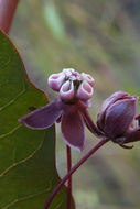 Image of heartleaf milkweed