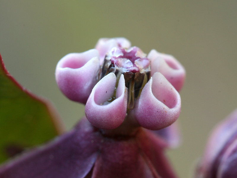 Image of heartleaf milkweed