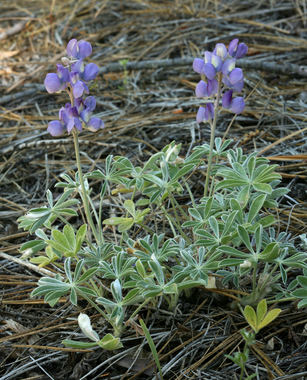 Image of Sierra lupine