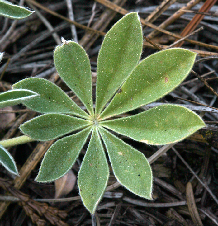 Image of Sierra lupine