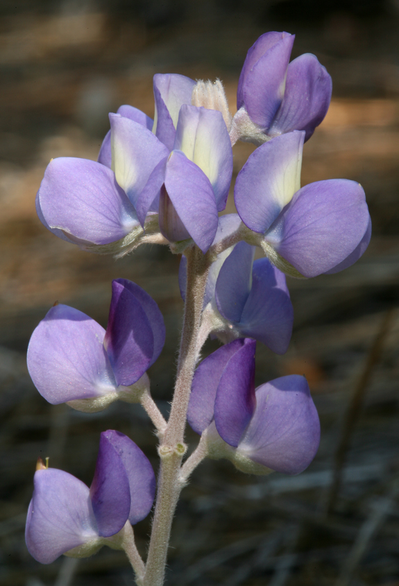 Image of Sierra lupine