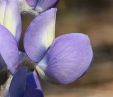 Image of Sierra lupine