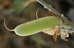 Image of Sierra lupine