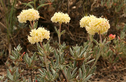 Image of rock buckwheat