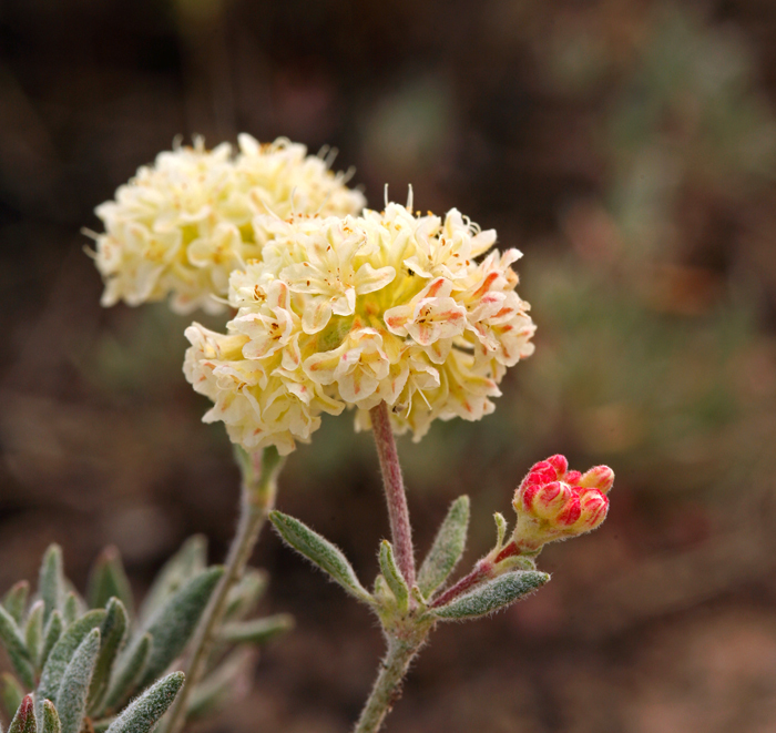 Image of rock buckwheat