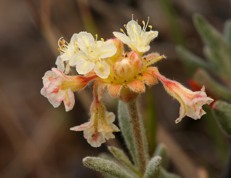 Image of rock buckwheat