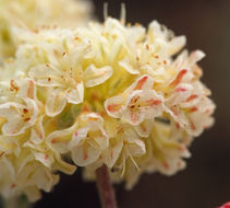 Image of rock buckwheat