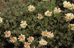 Image of rock buckwheat