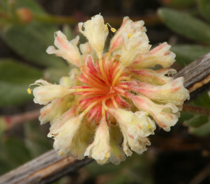 Image of rock buckwheat