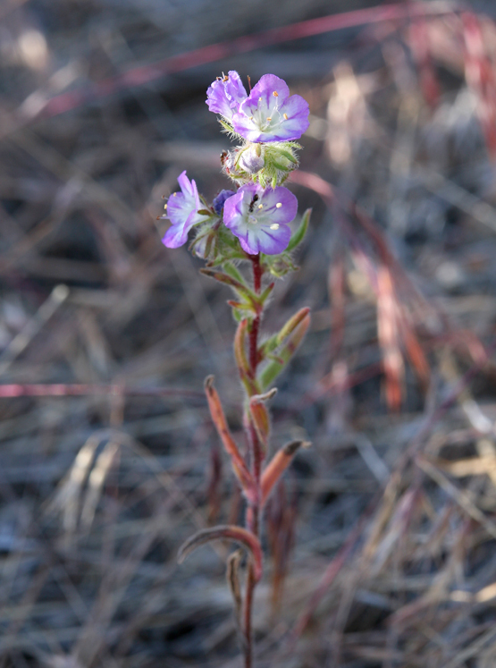 Image of threadleaf phacelia