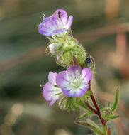 Image of threadleaf phacelia