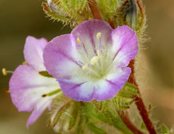 Image of threadleaf phacelia