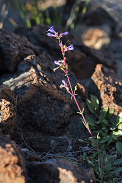 Sivun Penstemon humilis Nutt. ex A. Gray kuva