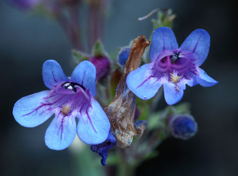 Image of low beardtongue