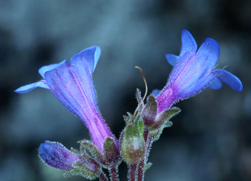 Sivun Penstemon humilis Nutt. ex A. Gray kuva