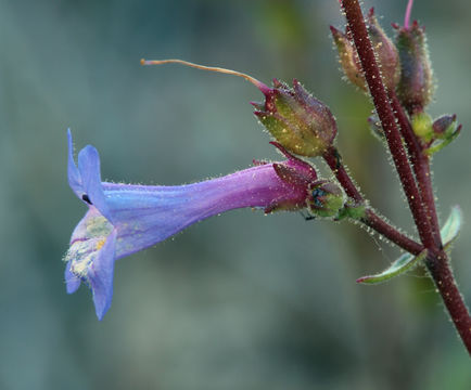 Image of low beardtongue