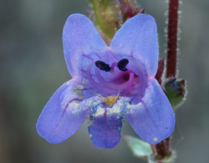 Image of low beardtongue