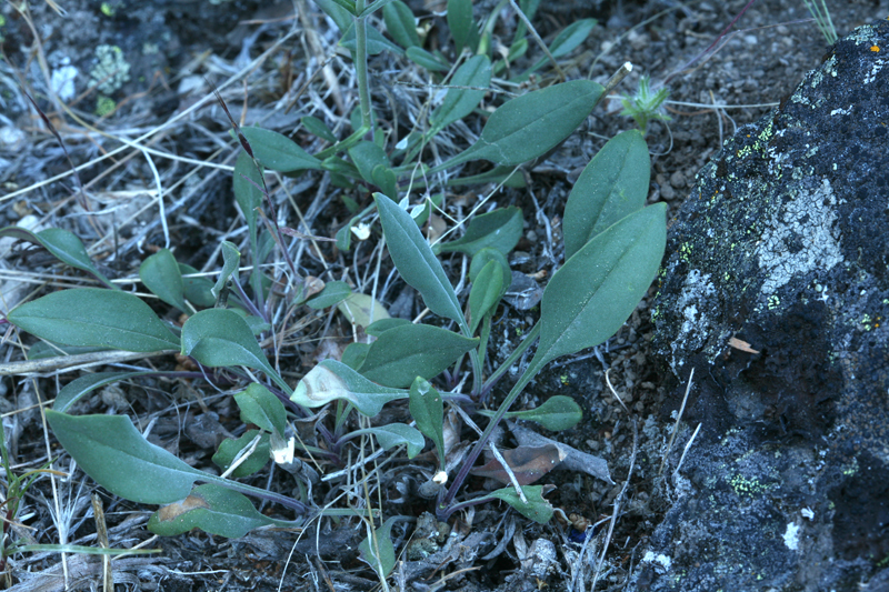 Image of low beardtongue