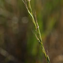 Image of bluebunch wheatgrass