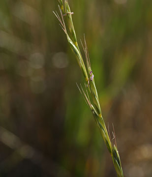 Image of bluebunch wheatgrass