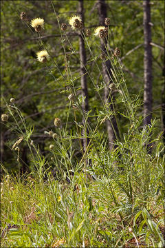 Image of Centaurea dichroantha A. Kerner