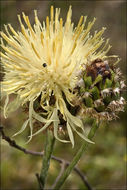 Image of Centaurea dichroantha A. Kerner