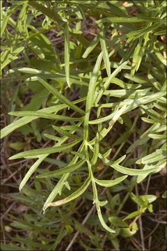 Image of Centaurea dichroantha A. Kerner