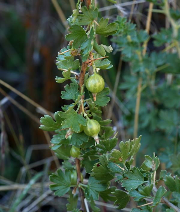 Image de Ribes velutinum Greene