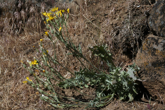 Image of largeflower hawksbeard