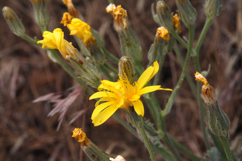 Image of largeflower hawksbeard