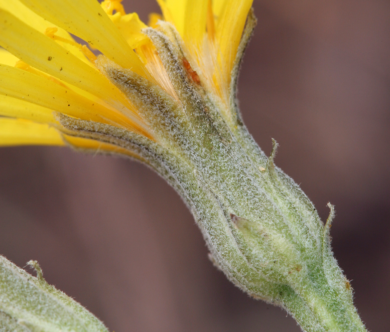 Image of largeflower hawksbeard