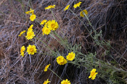 Image of <i>Eriophyllum lanatum</i> var. <i>achilleoides</i>