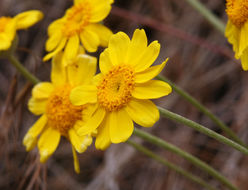 Image of <i>Eriophyllum lanatum</i> var. <i>achilleoides</i>