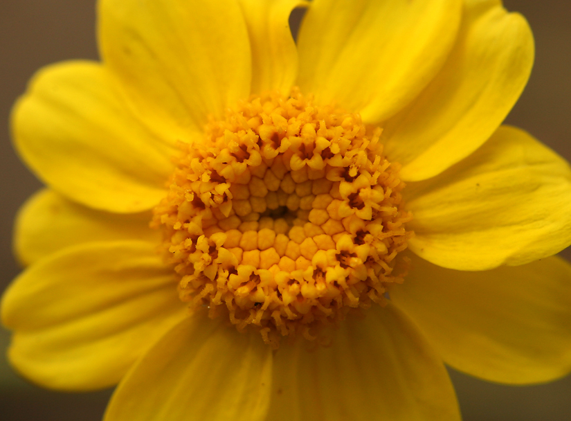 Image of <i>Eriophyllum lanatum</i> var. <i>achilleoides</i>