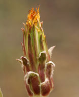 Image of bigflower agoseris