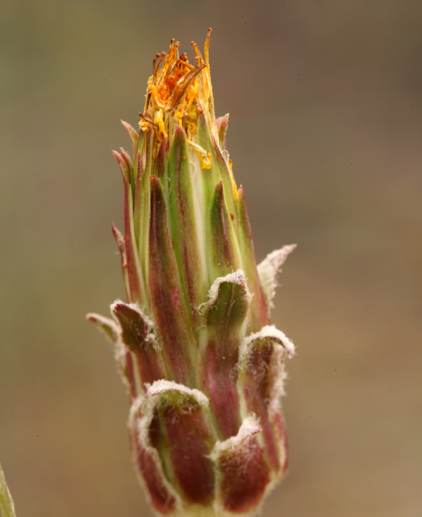 Image of bigflower agoseris