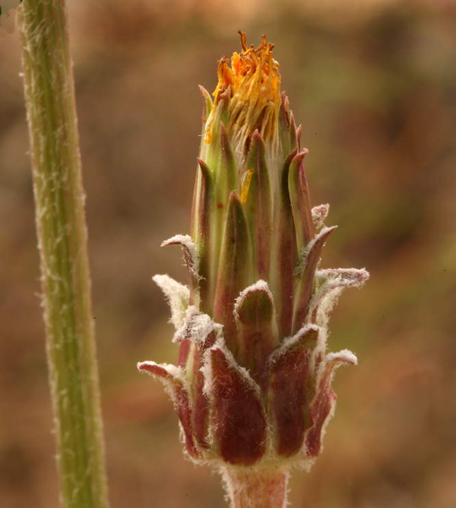 Imagem de Agoseris grandiflora (Nutt.) Greene