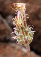 Imagem de Agoseris grandiflora (Nutt.) Greene